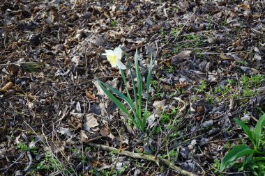 Narcissus 's Ice Follies Nisan' da çiçek açıyor. Narcissus (ayrıca nergis ya da jonquil olarak da bilinir), çiçekli uzun ömürlü bir bitki cinsidir. Berlin, Almanya.