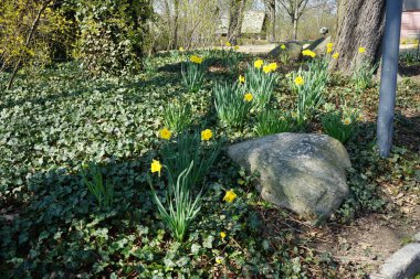 Nisan 'da Narcissus' Hollanda Ustası 've' Çiçek Kaydı 'bitkileri Hedera sarmalı ile çevrelenir. Narcissus (nergis: 