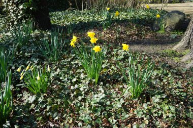 Narcissus 'Hollandalı Usta' bitkileri Nisan ayında Hedera sarmaşığıyla çevrili sarı çiçeklerle çiçek açarlar. Narcissus (nergis: 