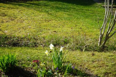 Nisan ayında Narcissus 'Ice Follies', Primula vulgaris, Primula veris, Muscari armeniacum ve Hyacinthus orientalis çiçek tarhında çiçek açarlar. Narcissus (nergis: 