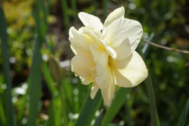 Narcissus 'Obdam' Nisan 'da kremalı, tekerlek şekilli veya borulu, çifte, hoş kokulu çiçeklerle çiçek açar. Narcissus (nergis: 