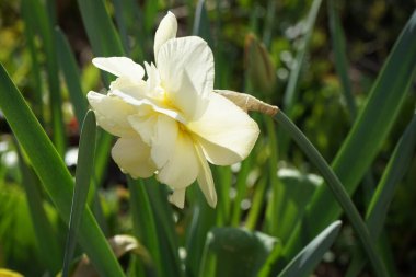 Narcissus 'Obdam' Nisan 'da kremalı, tekerlek şekilli veya borulu, çifte, hoş kokulu çiçeklerle çiçek açar. Narcissus (nergis: 