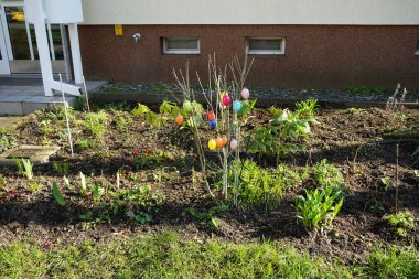 Paskalya yumurtaları Nisan ayında bir apartmanın önündeki çiçek tarhında bir çalılığın dallarına asılır. Paskalya yumurtaları, İsa 'nın dirilişini kutlayan Paskalya bayramı için süslenmiş yumurtalardır. Berlin, Almanya.