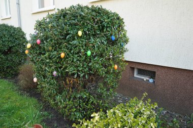 Paskalya yumurtaları Nisan ayında bir Pyracantha koksinea çalılığının dallarına asılır. Paskalya yumurtaları ya da Paskalya yumurtaları, İsa 'nın dirilişini kutlayan Paskalya bayramı için süslenmiş yumurtalardır. Berlin, Almanya.