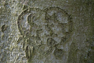 Ağaç kabuğuna baş harfleri kazınmış bir kalp. Bu tür bir sembol geleneksel olarak aşıklara duyulan sevginin bir ifadesidir. Berlin, Almanya.