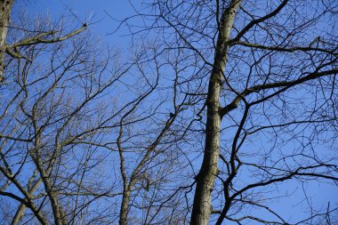 Bir sığırcık, Sturnus vulgaris, eski bir meşe ağacının gövdesine tünemiş, Quercus robur. Sığırcık (