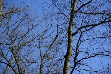 Yaygın bir sığırcık, Sturnus vulgaris, Nisan ayında Quercus robur 'da bir meşe dalına tünemişti. Sığırcık (