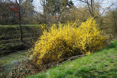 Nisan ayında Wuhle nehrinin kıyısında bir Forsythia çalısı sarı çiçeklerle çiçek açar. Forsythia, Oleaceae familyasından bir bitki cinsidir. Berlin, Almanya, Avrupa.