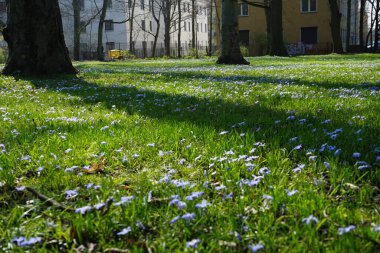Nisan ayında Schlosspark Biesdorf 'ta Scilla Luciliae çiçekleri açar. Scilla luciliae, (