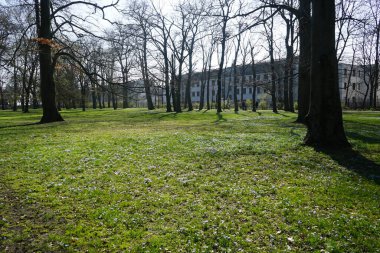 Nisan ayında Schlosspark Biesdorf 'ta Scilla Luciliae çiçekleri açar. Scilla luciliae, (