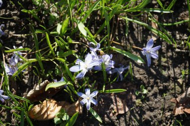 Nisan ayında bir Apis mellifera arısı Chionodoxa luciliae çiçeklerinin üzerinde uçar. Batı bal arısı, Avrupa bal arısı, Apis mellifera bir haşerat böceği. Berlin, Almanya.