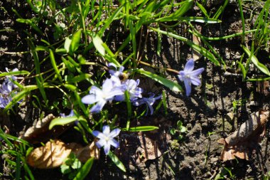 Nisan ayında bir Apis mellifera arısı Chionodoxa luciliae çiçeklerinin üzerinde uçar. Batı bal arısı, Avrupa bal arısı, Apis mellifera bir haşerat böceği. Berlin, Almanya.