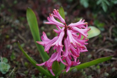 Pembe sümbül, Hyacinthus orientalis 'Fondant' Nisan 'da çiçek açar. Hyacinthus orientalis (yaygın sümbül, bahçe sümbülü veya Hollanda sümbülü), çiçekli bir bitki türüdür. Berlin, Almanya.