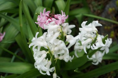 Hyacinthus orientalis 'Beyaz İnci' ve 'Fondant' çiçekleri Nisan 'da açar. Hyacinthus orientalis (yaygın sümbül, bahçe sümbülü veya Hollanda sümbülü), çiçekli bir bitki türüdür. Berlin, Almanya.