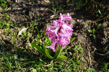 Pembe sümbül, Hyacinthus orientalis 'Fondant' Nisan 'da çiçek açar. Hyacinthus orientalis (yaygın sümbül, bahçe sümbülü veya Hollanda sümbülü), çiçekli bir bitki türüdür. Berlin, Almanya.