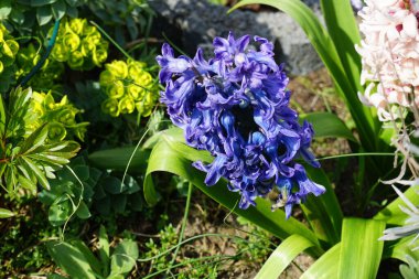 Mavi-menekşe sümbül, Hyacinthus orientalis 'Delft Blue' Nisan 'da çiçek açar. Hyacinthus orientalis (yaygın sümbül, bahçe sümbülü veya Hollanda sümbülü), çiçekli bir bitki türüdür. Berlin, Almanya.