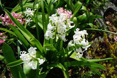 Hyacinthus orientalis 'Beyaz İnci' ve 'Fondant' çiçekleri Nisan 'da açar. Hyacinthus orientalis (yaygın sümbül, bahçe sümbülü veya Hollanda sümbülü), çiçekli bir bitki türüdür. Berlin, Almanya.
