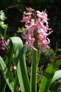 Pembe sümbül, Hyacinthus orientalis 'Pembe Sürpriz' Nisan 'da çiçek açıyor. Hyacinthus orientalis (yaygın sümbül, bahçe sümbülü veya Hollanda sümbülü), çiçekli bir bitki türüdür. Berlin, Almanya.