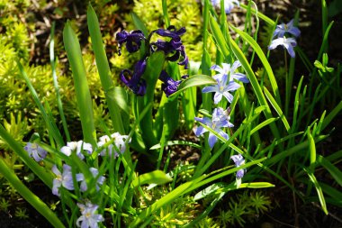 Nisan ayında bahçedeki mavi Chionodoxa luciliae çiçekleriyle çevrili Hyacinthus orientalis 'Mavi İnci' nin koyu mor çiçekleri. Hyacinthus orientalis (yaygın sümbül, bahçe sümbülü veya Hollanda sümbülü), çiçekli bir bitki türüdür. Berlin.