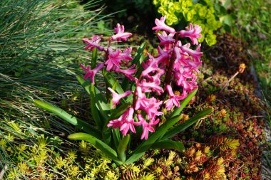 Pembe sümbüller, Hyacinthus orientalis 'Jan Bos' un Nisan 'da açması. Hyacinthus orientalis (yaygın sümbül, bahçe sümbülü veya Hollanda sümbülü), çiçekli bir bitki türüdür. Berlin, Almanya.
