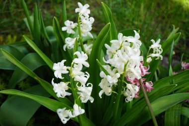Hyacinthus orientalis 'Beyaz İnci' ve 'Fondant' çiçekleri Nisan 'da açar. Hyacinthus orientalis (yaygın sümbül, bahçe sümbülü veya Hollanda sümbülü), çiçekli bir bitki türüdür. Berlin, Almanya.