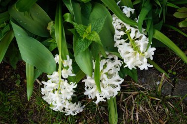 Beyaz sümbüller, Hyacinthus orientalis 'Louvre', Nisan 'da çiçek açar. Hyacinthus orientalis (yaygın sümbül, bahçe sümbülü veya Hollanda sümbülü), çiçekli bir bitki türüdür. Berlin, Almanya.