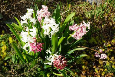 Çok renkli sümbüller, Hyacinthus orientalis, Nisan ayında beyaz, pembe ve kırmızı çiçeklerle açarlar. Hyacinthus orientalis, kuşkonmazgiller (Asparagaceae) familyasından bir bitki türü. Berlin, Almanya