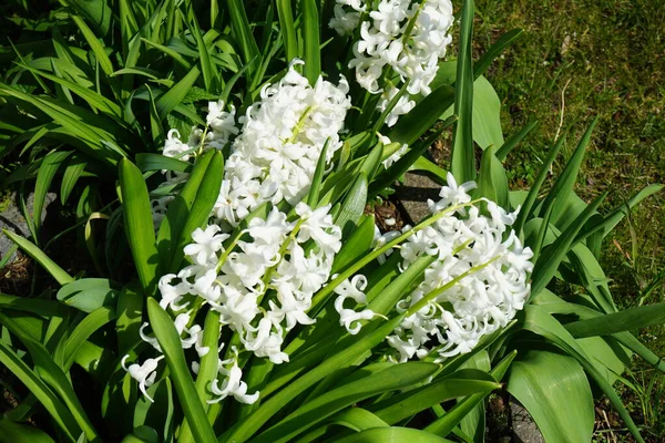 Beyaz sümbüller, Hyacinthus orientalis 'Louvre', Nisan 'da çiçek açar. Hyacinthus orientalis (yaygın sümbül, bahçe sümbülü veya Hollanda sümbülü), çiçekli bir bitki türüdür. Berlin, Almanya.