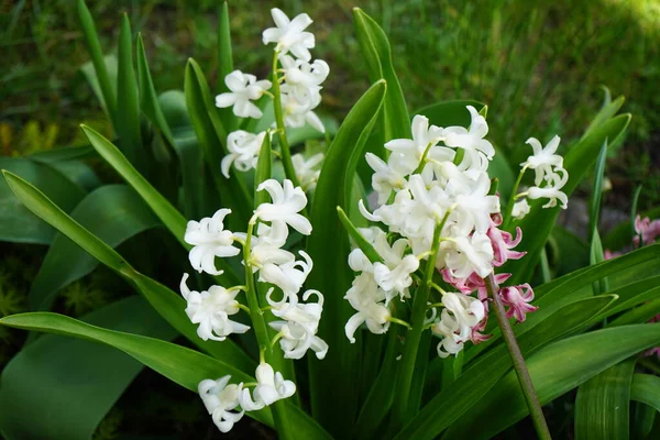 Hyacinthus orientalis 'Beyaz İnci' ve 'Fondant' çiçekleri Nisan 'da açar. Hyacinthus orientalis (yaygın sümbül, bahçe sümbülü veya Hollanda sümbülü), çiçekli bir bitki türüdür. Berlin, Almanya.