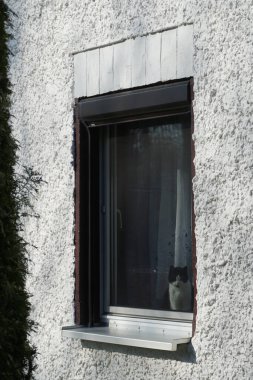 Bir evin penceresinden dışarı bakan siyah ve beyaz bir kedi görülebilir. Kedi, Felis catus, evcil kedi, ya da ev kedisi, küçük evcilleştirilmiş etobur bir memelidir. Berlin, Almanya, Avrupa.