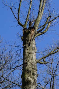 Sıradan bir sığırcık, Sturnus vulgaris, eski bir meşe ağacının gövdesine tünemiş, Quercus robur. Sığırcık (