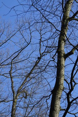 Bir sığırcık, Sturnus vulgaris, eski bir meşe ağacının gövdesine tünemiş, Quercus robur. Sığırcık (