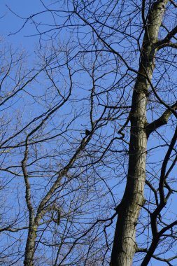 Yaygın bir sığırcık, Sturnus vulgaris, Nisan ayında Quercus robur 'da bir meşe dalına tünemişti. Sığırcık (
