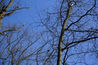 Nisan ayında Quercus robur 'da meşe ağacının dallarında oturan sığırcıklar, Sturnus vulgaris. Sığırcık (