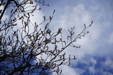 Amelanchier lamarckii ağacı Nisan ayında çiçek açar. Amelanchier lamarckii (ayrıca Juneberry, Serviceberry veya Shadbush olarak da bilinir), gülgiller (Rosaceae) familyasından büyük bir yaprak döken çalıdır. Berlin, Almanya.