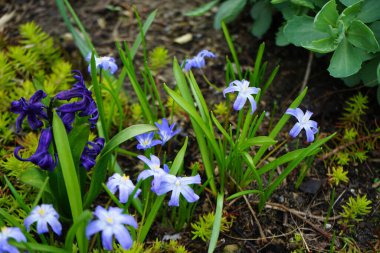 Nisan ayında bahçedeki mavi Chionodoxa luciliae çiçekleriyle çevrili Hyacinthus orientalis 'Mavi İnci' nin koyu mor çiçekleri. Hyacinthus orientalis (yaygın sümbül, bahçe sümbülü veya Hollanda sümbülü), çiçekli bir bitki türüdür. Berlin.