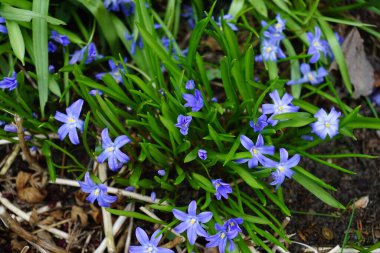 Scilla Luciliae çiçekleri Nisan 'da açar. Scilla luciliae, (