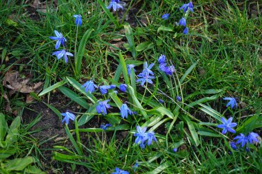 Nisan ayında Ulmen-Spielplatz dinlenme bölgesinde Scilla Siberica bitkileri mavi çiçeklerle çiçek açarlar. Scilla Siberica, Asparagaceae familyasından bir kuş türü. Berlin, Almanya.
