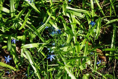 Scilla Siberica bitkileri Nisan ayında dinlenme alanında mavi çiçeklerle çiçek açarlar. Scilla Siberica, Asparagaceae familyasından bir kuş türü. Berlin, Almanya.