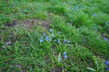 Scilla Siberica bitkileri Nisan ayında dinlenme alanında mavi çiçeklerle çiçek açarlar. Scilla Siberica, Asparagaceae familyasından bir kuş türü. Berlin, Almanya.