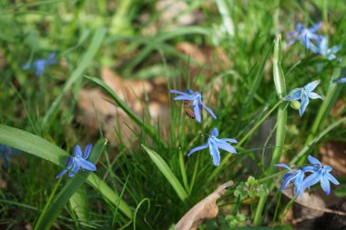 Nisan ayında bir Apis mellifera arısı Scilla Siberica çiçeklerinin üzerinde uçar. Batı bal arısı, Avrupa bal arısı, Apis mellifera bir haşerat böceği. Berlin, Almanya.