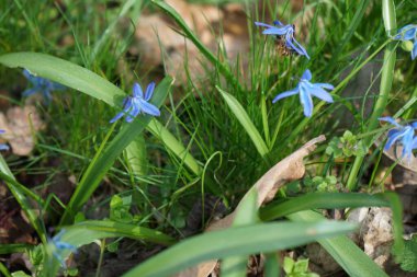 Nisan ayında bir Apis mellifera arısı Scilla Siberica çiçeklerinin üzerinde uçar. Batı bal arısı, Avrupa bal arısı, Apis mellifera bir haşerat böceği. Berlin, Almanya.