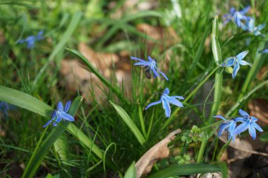 Nisan ayında bir Apis mellifera arısı Scilla Siberica çiçeklerinin üzerinde uçar. Batı bal arısı, Avrupa bal arısı, Apis mellifera bir haşerat böceği. Berlin, Almanya.