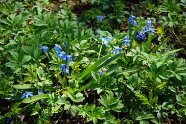 Scilla Siberica bitkileri Nisan ayında dinlenme alanında mavi çiçeklerle çiçek açarlar. Scilla Siberica, Asparagaceae familyasından bir kuş türü. Berlin, Almanya.