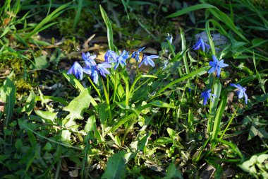 Scilla Siberica bitkileri Nisan ayında dinlenme alanında mavi çiçeklerle çiçek açarlar. Scilla Siberica, Asparagaceae familyasından bir kuş türü. Berlin, Almanya.