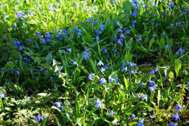 Scilla Siberica bitkileri Nisan ayında dinlenme alanında mavi çiçeklerle çiçek açarlar. Scilla Siberica, Asparagaceae familyasından bir kuş türü. Berlin, Almanya.