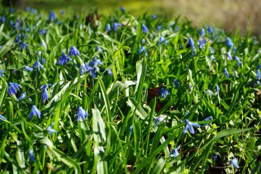 Scilla Siberica bitkileri Nisan ayında dinlenme alanında mavi çiçeklerle çiçek açarlar. Scilla Siberica, Asparagaceae familyasından bir kuş türü. Berlin, Almanya.