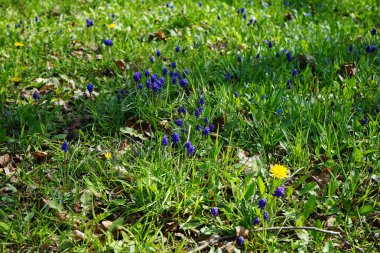 Muscari ermeniacum ve Taraxacum officinale çiçekleri Nisan ayında dinlenme alanında çiçek açarlar. Taraxacum officinale, karahindiba ya da bilinen adıyla karahindiba, karahindiba cinsinin uzun ömürlü çiçeğidir. Berlin, Almanya.