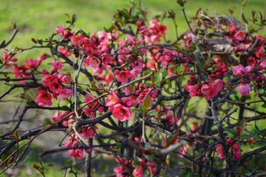 Chaenomeles Specosa Nisan ayında Wuhlebecken Gölü kıyısında çiçek açar. Chaenomeles speciosa, ayva (