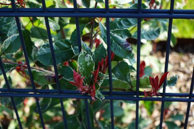 Photinia x fraseri 'Pembe Mermer' Nisan 'da bir çitin arkasında büyüyor. Kırmızı uçlu fotinya ve Noel meyvesi olarak bilinen Photinia x fraseri, gülgiller (Rosaceae) familyasından bir çiçektir. Berlin, Almanya.